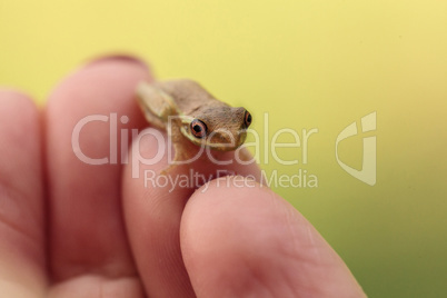 Tiny Baby pine woods tree frog Dryphophytes femoralis perched on