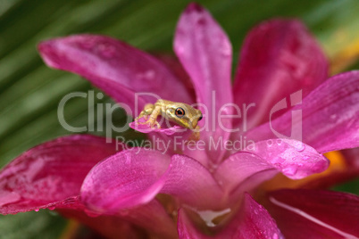 Cute Baby pine woods tree frog Dryphophytes femoralis perched on