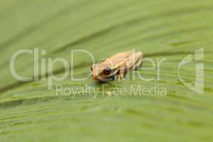 Baby pine woods tree frog Dryphophytes femoralis perched on a gr