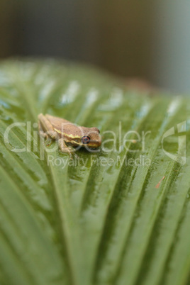 Baby pine woods tree frog Dryphophytes femoralis perched on a gr