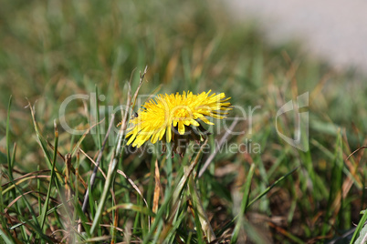 Yellow dandelion blossomed on a green meadow