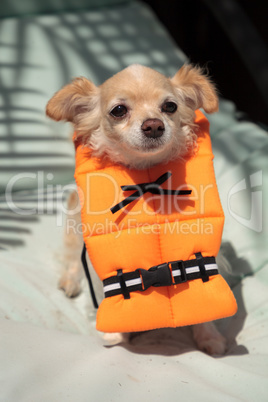 Cute Chihuahua dog in a Halloween costume nautical orange life v