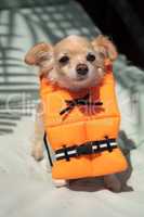 Cute Chihuahua dog in a Halloween costume nautical orange life v