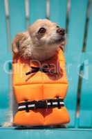Concerned Chihuahua dog in a Halloween costume nautical orange l