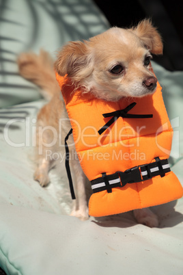 Cute Chihuahua dog in a Halloween costume nautical orange life v