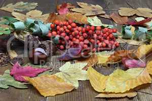 Autumn still life with leaves and berries