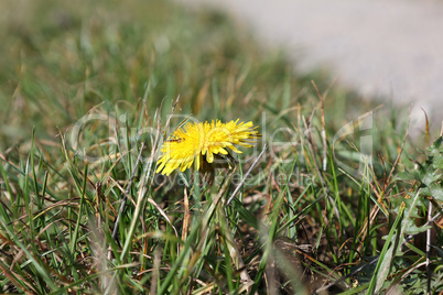 Yellow dandelion blossomed on a green meadow