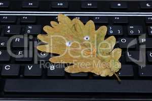 Autumn oak leaf lies on a computer keyboard