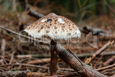 Parasol mushroom grows in the forest in autumn