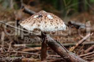 Parasol mushroom grows in the forest in autumn
