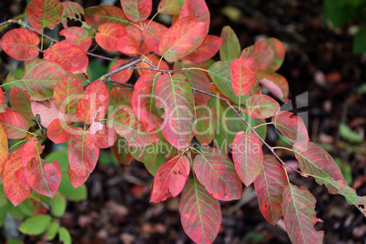 Red autumn leaves on tree branches in the forest