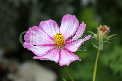 Beautiful purple cosmos flower on dark background