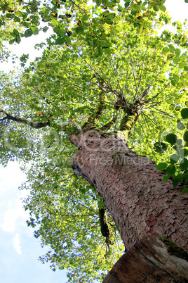 Baum von unten