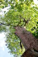 Baum von unten