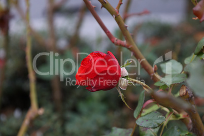 Red Roses on a bush in a garden