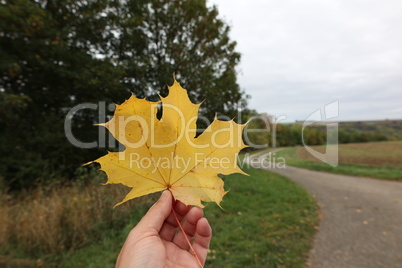 Yellow autumn leaf in hand on blurred background
