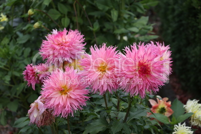 Isolated natural dahlia flower on green background