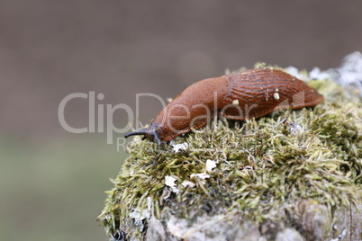 A slug creeps slowly in the garden