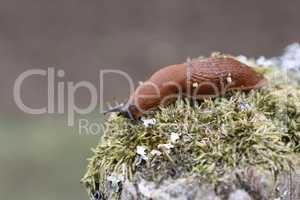 A slug creeps slowly in the garden