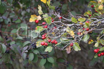 Ripe hawthorn or Crataegus monogyna in autumn