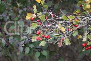 Ripe hawthorn or Crataegus monogyna in autumn