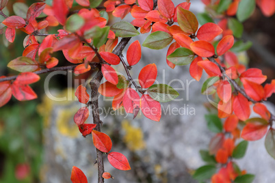 Red autumn leaves on tree branches in the forest