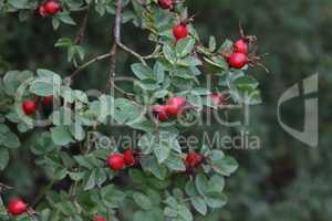 Red rose hips in the forest on the bush