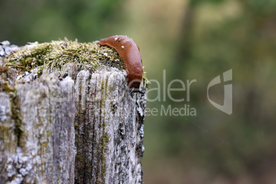 A slug creeps slowly in the garden