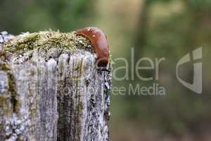 A slug creeps slowly in the garden