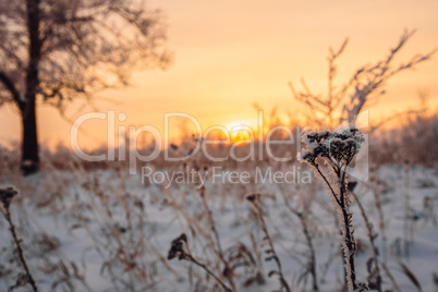 Frosted flowers in the sunset light