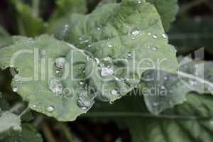 Large drops of moisture on green leaves