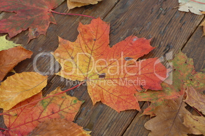 Bright autumn leaves lie on wooden boards