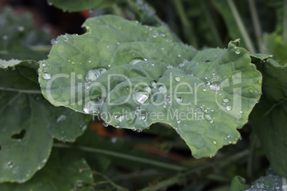 Large drops of moisture on green leaves