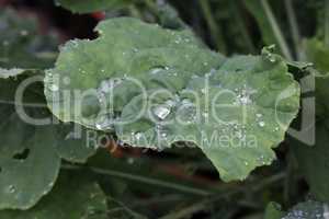Large drops of moisture on green leaves
