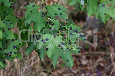 Black and yellow spots on a green maple leaf