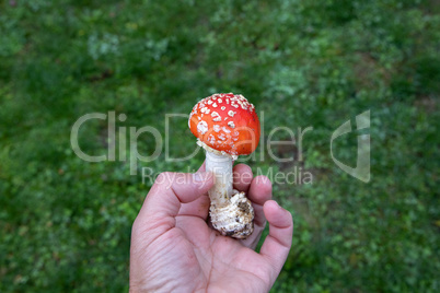 Amanita mushroom in the hands of a mushroom picker