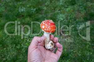 Amanita mushroom in the hands of a mushroom picker