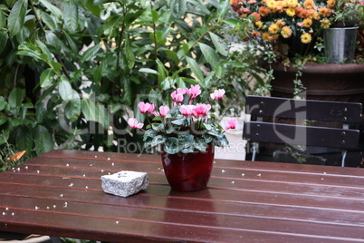 Cyclamen pink with white in a pot in garden