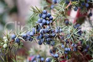 Green branch of juniper with blue berries