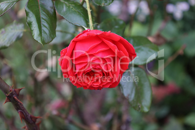 Red Roses on a bush in a garden