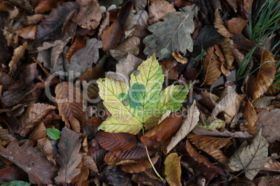 Yellow leaves under trees in forest in autumn
