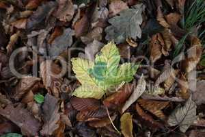 Yellow leaves under trees in forest in autumn