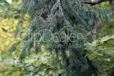 fresh green spruce branches in the forest