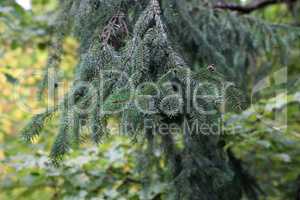 fresh green spruce branches in the forest