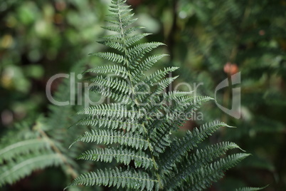 Fern. Beautiful green ferns in the forest