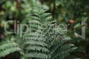 Fern. Beautiful green ferns in the forest