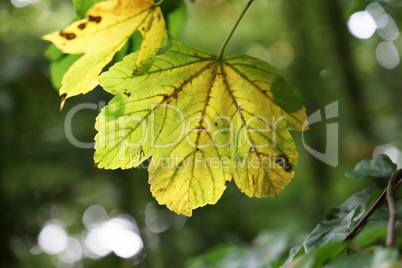 Yellow leaves on a tree in the forest in autumn