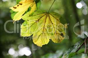 Yellow leaves on a tree in the forest in autumn