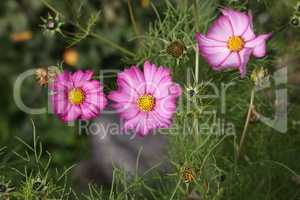 Beautiful purple cosmos flower on dark background