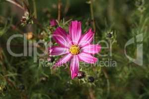 Beautiful purple cosmos flower on dark background